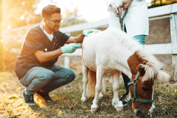 Άνδρες και γυναίκες κτηνίατροι κάνουν ένεση σε ένα άλογο πόνυ.  - Φωτογραφία, εικόνα