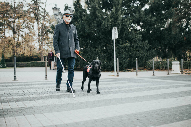 Geleidehond helpt blinde man de straat over te steken. - Foto, afbeelding