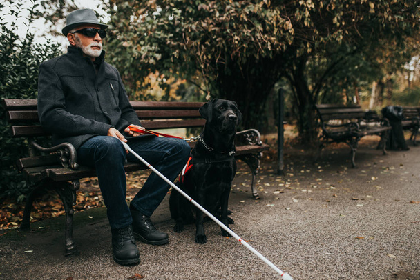 Rijpe blinde man met een lange witte stok zittend in het park met zijn geleidehond. - Foto, afbeelding