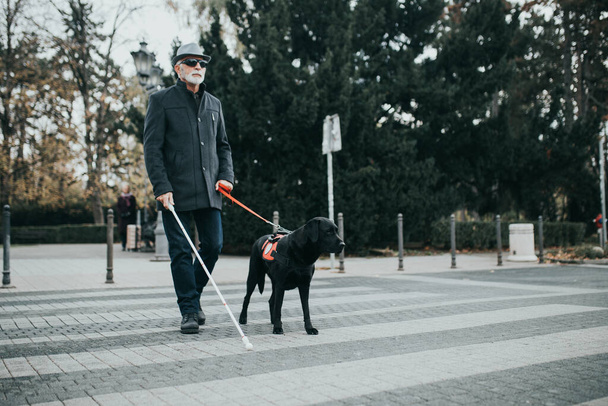 Керівництво собака допомагає сліпому перейти вулицю
. - Фото, зображення