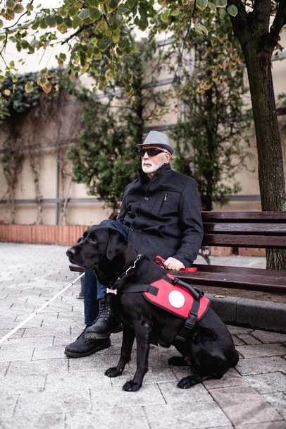 Ώριμος τυφλός με ένα μακρύ λευκό μπαστούνι που περπατάει και κάθεται στο δρόμο της πόλης με το σκύλο οδηγό του.  - Φωτογραφία, εικόνα