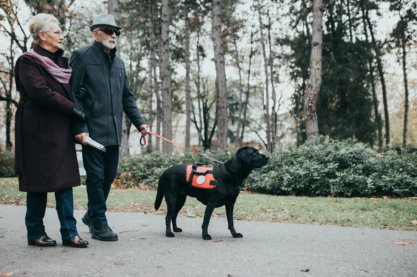 Mature blind man with a long white cane walking in park with his wife and guide dog.  - Photo, image