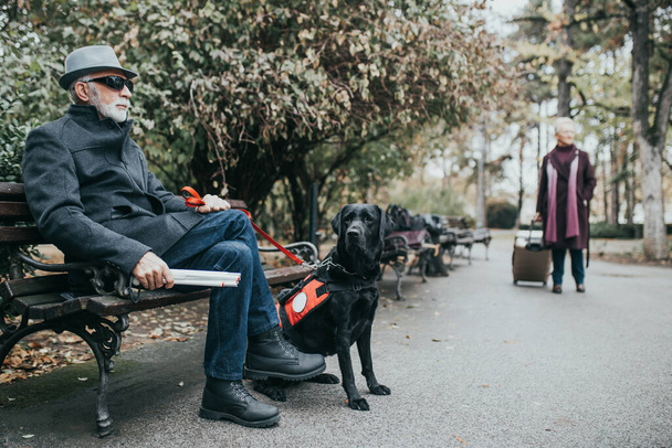 Dojrzały niewidomy mężczyzna z długą białą laską spacerujący w parku ze swoim psem przewodnikiem.  - Zdjęcie, obraz