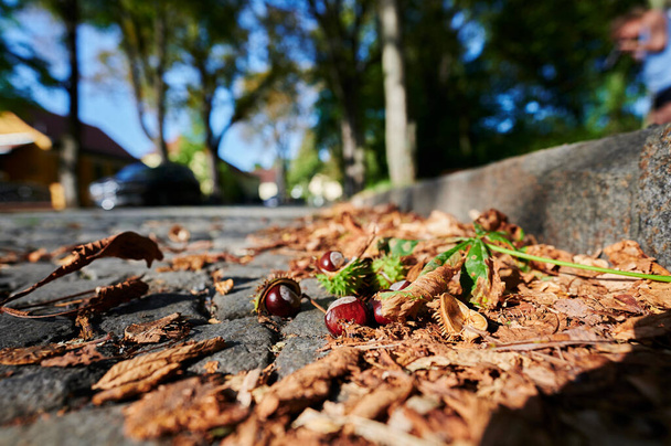 Chestnuts (Aesculus Hippocastanum) lying at ground on a sunny autumn day. - Photo, Image