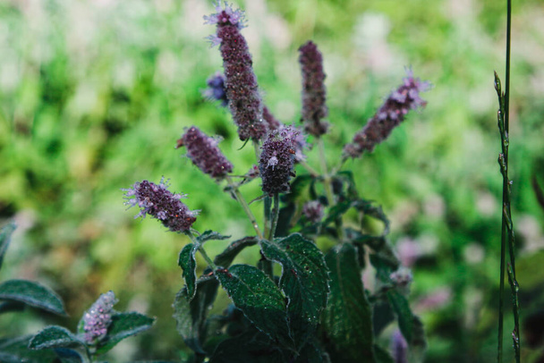 Wild blooming mint with lilac panicles close-up in the Caucasus mountains - Zdjęcie, obraz