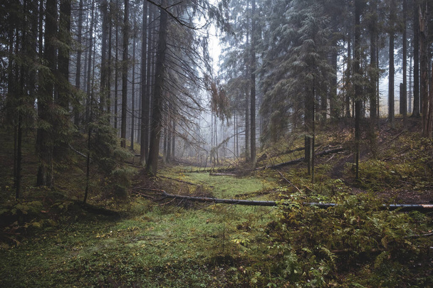 Old northern autumn foggy forest with swamp - 写真・画像