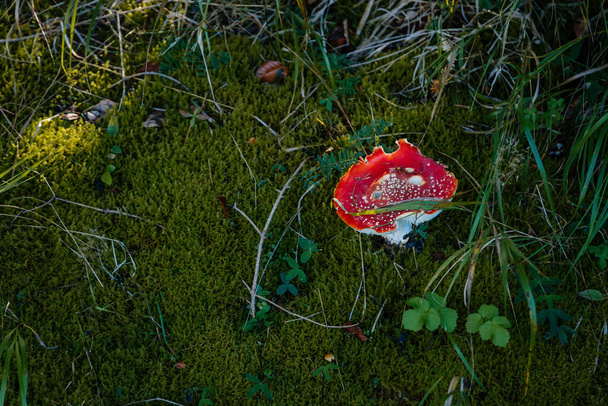 Červená agarická muškařská houba muškařská (Amanita muscaria) v tmavém lese během podzimu. Blízko v přírodě. Tráva a mech.  - Fotografie, Obrázek