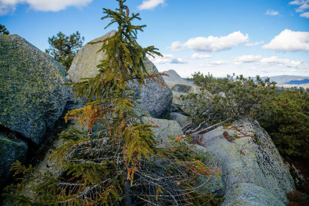 Spruce growing among stones. Sumava national park, Nova Pec, Czech Republic, September 27, 2020 - Photo, Image