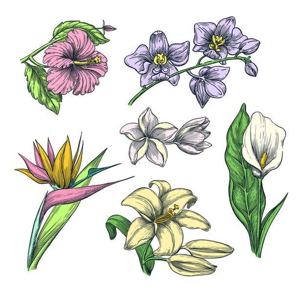 Trópusi színes virágok szett, vektor vázlat illusztráció. Kézzel rajzolt trópusi természet és virágos design elemek. Hibiszkusz, plumeria, liliom, kála, orchidea elszigetelt fehér alapon. - Vektor, kép