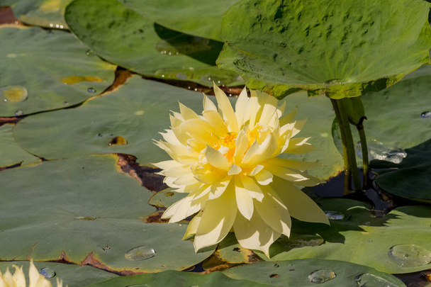 Blooming Lotus flower or water lily in public gardens. - Photo, Image