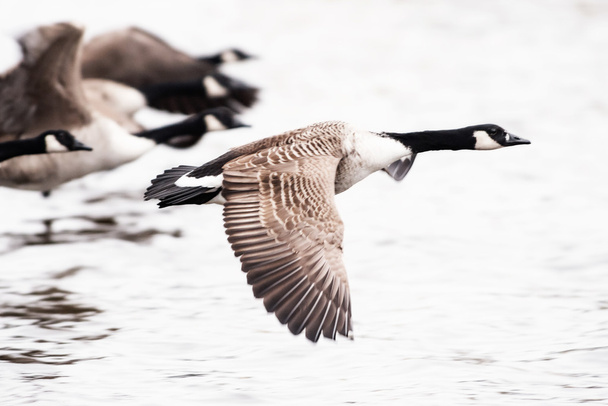 Canada Goose flying over water - Photo, Image