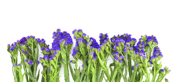 Μπλε λουλούδια limonium, επίσης γνωστή ως θάλασσα-λεβάντα, statice, caspia. Απομονωμένο στο λευκό φόντο. Αντιγραφή χώρου. - Φωτογραφία, εικόνα