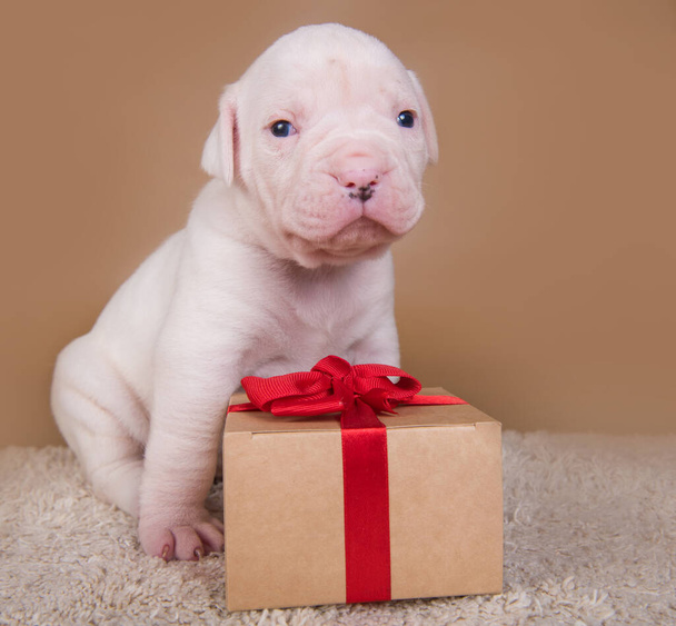 American Bulldog cachorro perro está sentado con caja de regalo - Foto, imagen