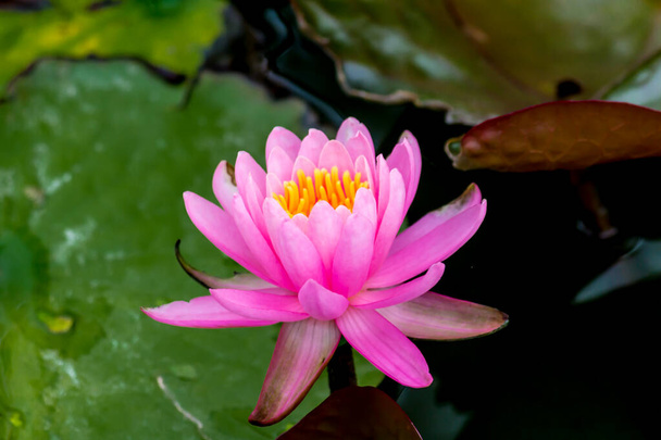 Blooming Lotus flower or water lily in public gardens. - Foto, immagini