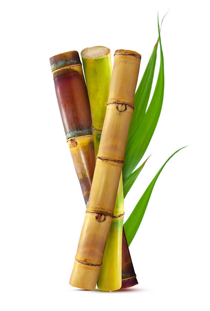 Тропический сахарный тростник с листьями изолированы на белом фоне  - Фото, изображение