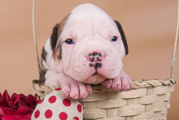 American Bulldog puppy dog in a basket with heart - Photo, Image
