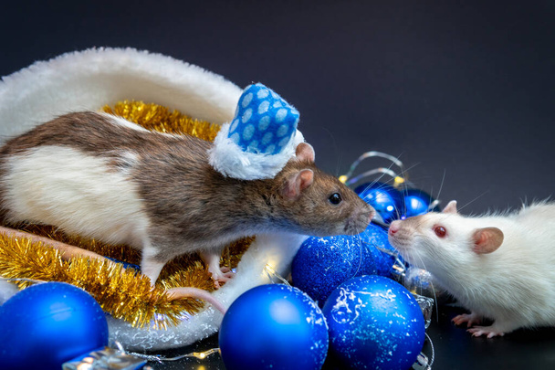 New Year concept. Cute two rats dressed in a hat of Santa Claus. New Year's decor. Symbol of the year 2020. Christmas decoration and led garland. pets and little gifs - Photo, Image