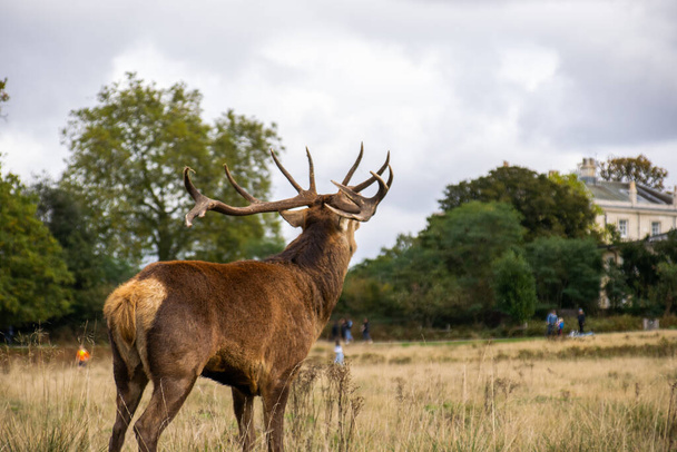 Zdjęcie pięknego i silnego samca jelenia podczas sezonu rutynowego w parku Richmond w Londynie - Zdjęcie, obraz