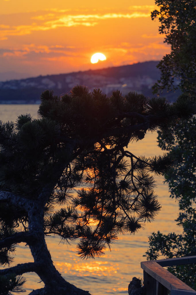 Silueta de pino y puesta de sol en el fondo en la costa adriática. Conceptos de vacaciones, turismo y optimismo. - Foto, imagen