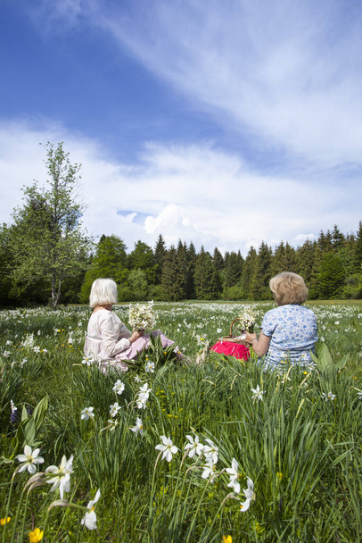 The people picking narcissus flowers in spring in Cauvery, France - 写真・画像