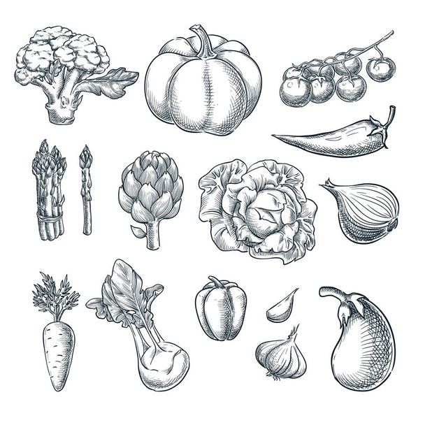 Farm fresh vegetables set. Vector sketch illustration. Autumn farming and harvesting outline design elements. - ベクター画像