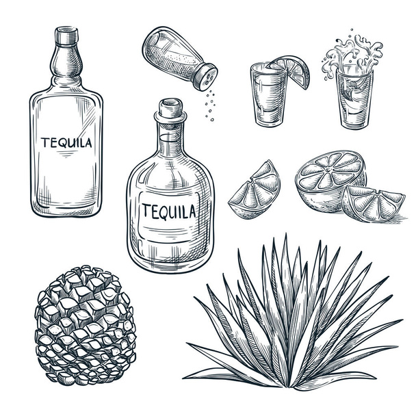 Bottiglia di tequila, bicchierino e ingredienti, schizzo vettoriale. Alcol messicano bevande menu elementi di design. Illustrazione delle piante e delle radici di agave. - Vettoriali, immagini