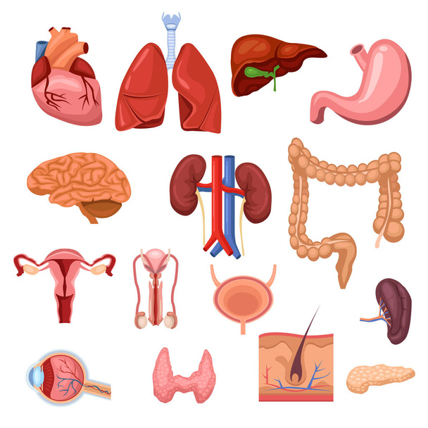 Human internal organs. Vector flat anatomy symbols illustration. Isolated icons set. - Vector, Image