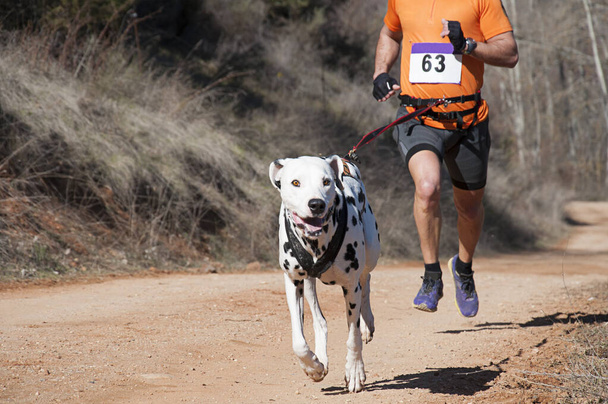 Hond en man nemen deel aan een populaire canicross race - Foto, afbeelding