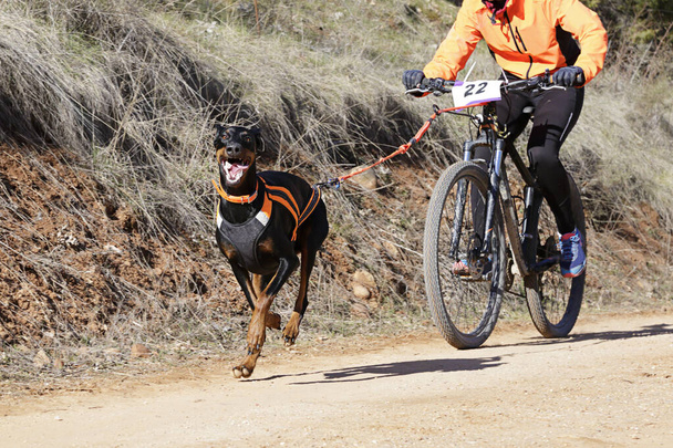 Pies i jego pazur biorący udział w popularnym kajaku z rowerem (rower) - Zdjęcie, obraz