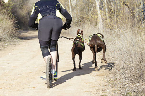 Több kutya és a musher részt vesz a népszerű canicross egy diggler hegyi robogó - Fotó, kép