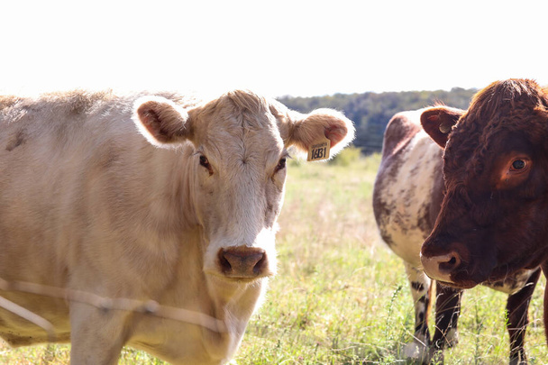 A closeup shot of a white cow in a farmland with a brown cow next to him - Fotoğraf, Görsel