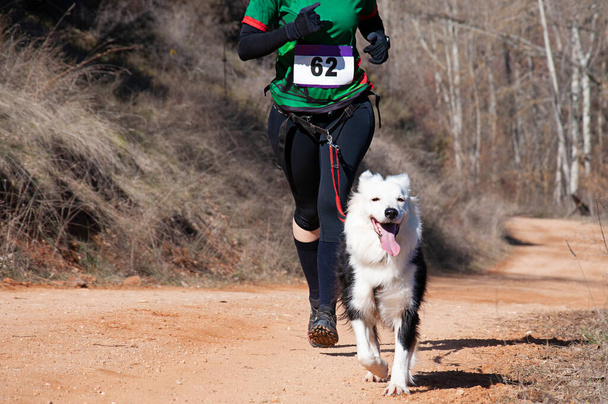 Hond en vrouw nemen deel aan een populaire canicross race - Foto, afbeelding