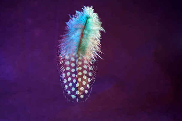 A colorful bird feather against a purple background - Valokuva, kuva