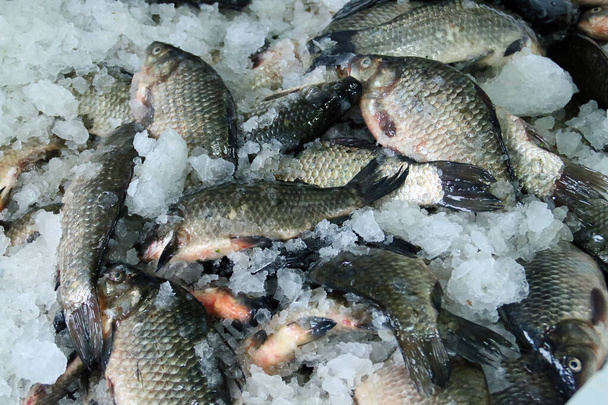 新鮮なプロイセン産の鯉、プロイセン産の銀製の鯉、またはギベルの鯉(カラシウス・ギブリオ)が魚屋で販売されました。ルーマニアのタルチャで販売されている氷の上に表示されているドナウ川からの新鮮な魚. - 写真・画像