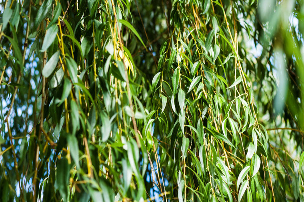 green willow branches in autumn park close-up. - 写真・画像