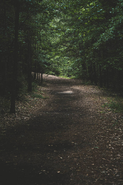 A nature trail in the woods - Valokuva, kuva