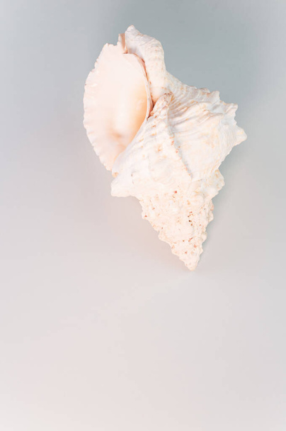 A vertical shot of a beautiful seashell on a white surface - Fotó, kép