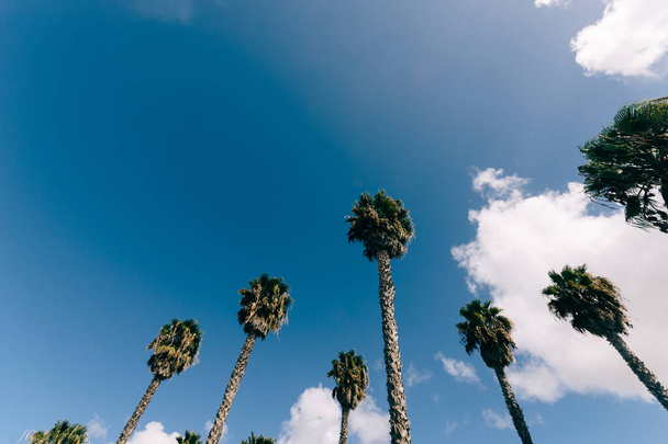 A low angle shot of palm trees under the cloudy sky - Zdjęcie, obraz