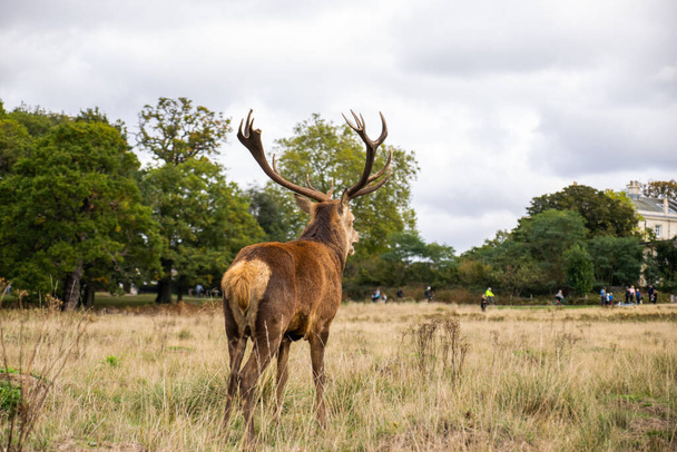 Foto de un ciervo macho hermoso y fuerte durante la temporada de celo en la naturaleza en el parque Richmond, Londres - Foto, imagen