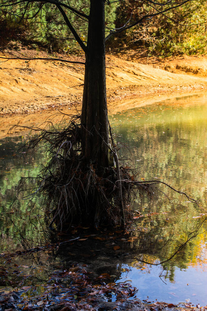 A vertical shot of a thin tree grown in a water - Fotografie, Obrázek