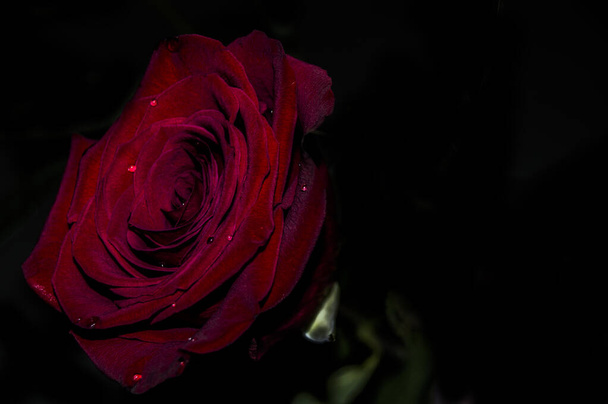 A closeup of a beautiful red rose - Фото, зображення