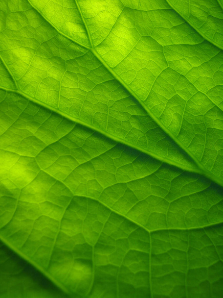 A closeup of a lotus green leaf texture - Foto, Bild