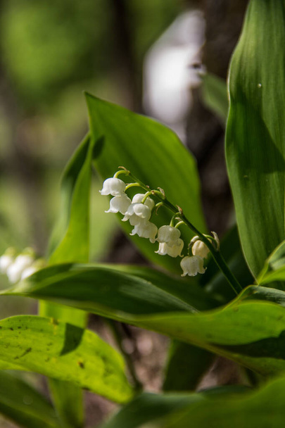 SCHENECTADY, UNITED STATES - Jul 08, 2020: Lily of the Valley flower. White bell shaped flower with large green leaves. White bell shaped wildflower. - Photo, Image