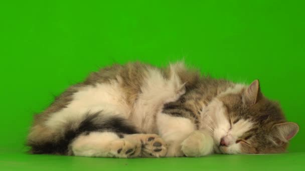Μεγάλη χνουδωτή όμορφη γάτα σε μια πράσινη οθόνη φόντου. - Πλάνα, βίντεο
