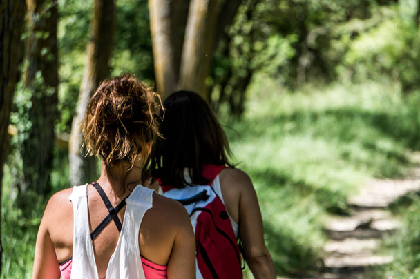 A back view of two young women walking through a forested area in summer - Foto, Bild