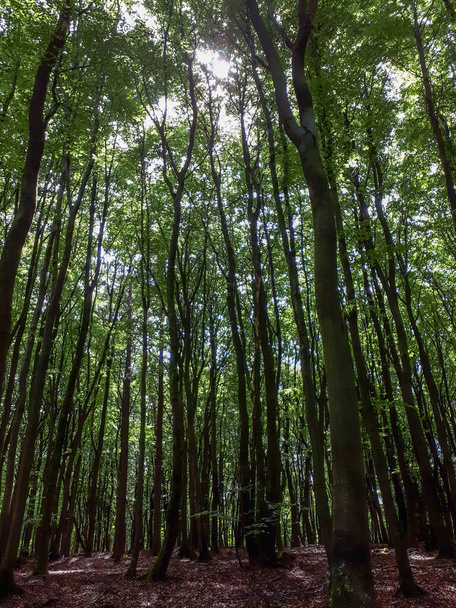 Um belo tiro de árvores altas na floresta na Baviera, Alemanha - Foto, Imagem
