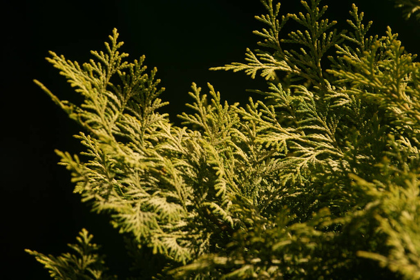 A closeup of a hiba arborvitae plant on the dark background - Photo, Image