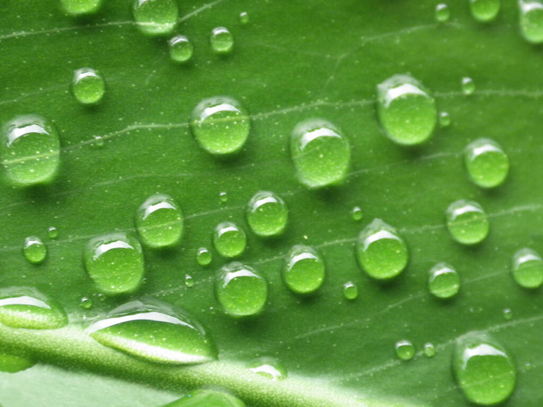 A closeup shot of a green leaf with water droplets - Fotó, kép