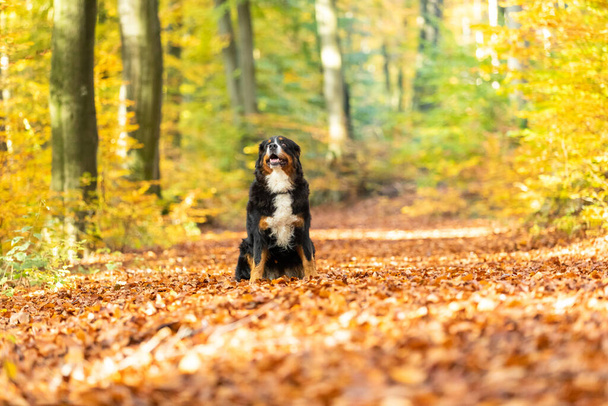 A closeup of a sweet Bernese mountain dog in autumn - Foto, afbeelding