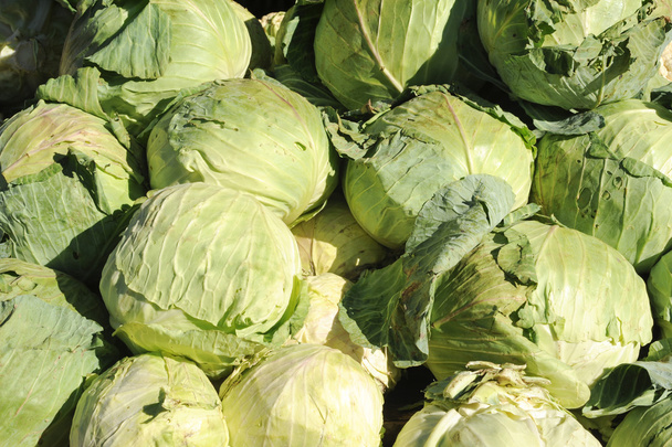 Group of cabbage - Фото, изображение